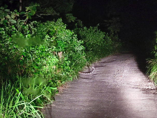 ‘A leopard does not change its spots’