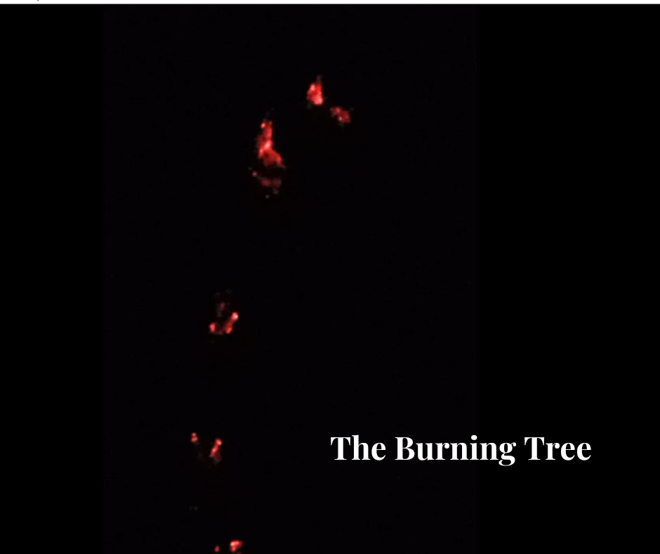A Forest Fire
