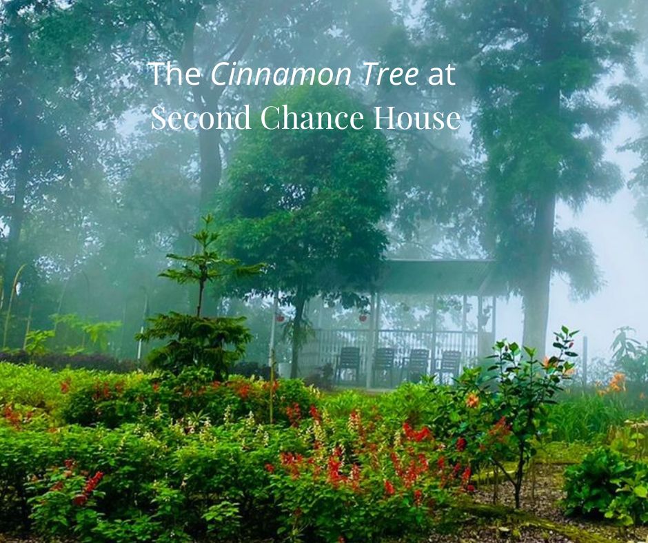 The Sweetest Wood in the World