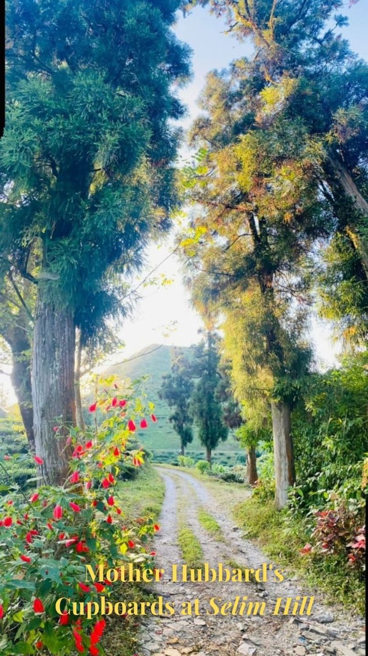 Life is old there, older than the trees.......