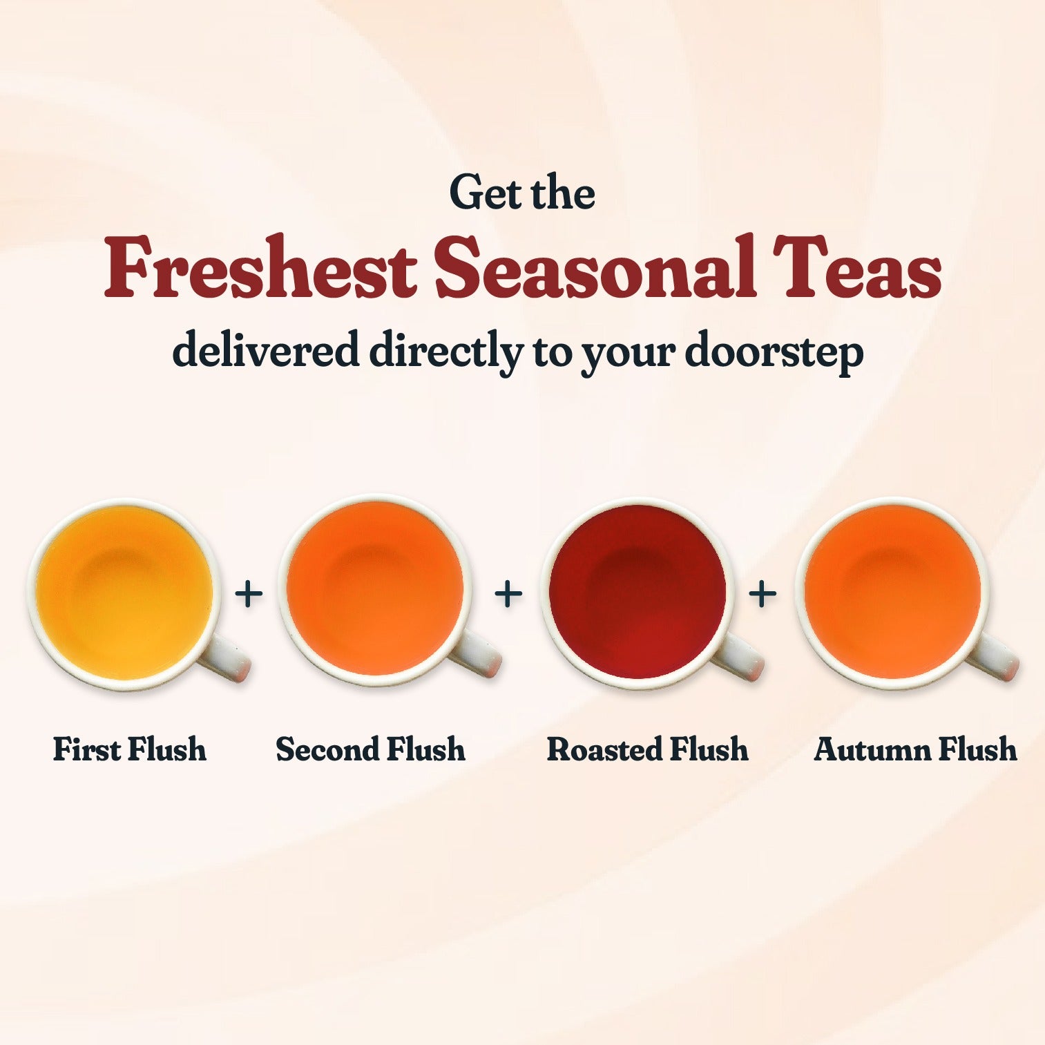 Darjeeling Black Plan | Now Delivering: 2025 Second Flush Teas