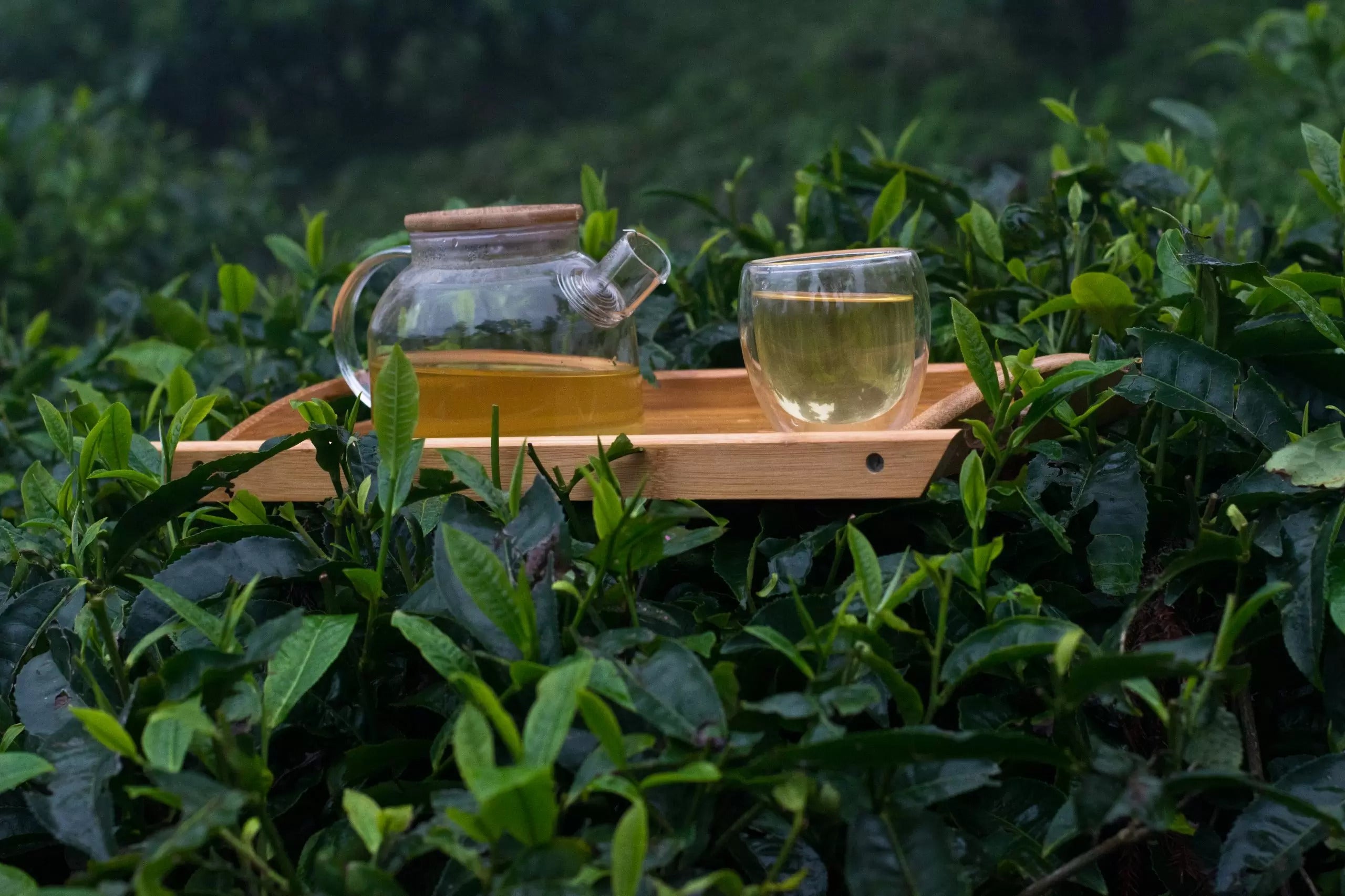 A tray holding a kettle and a glass of green tea resting on tea bushes