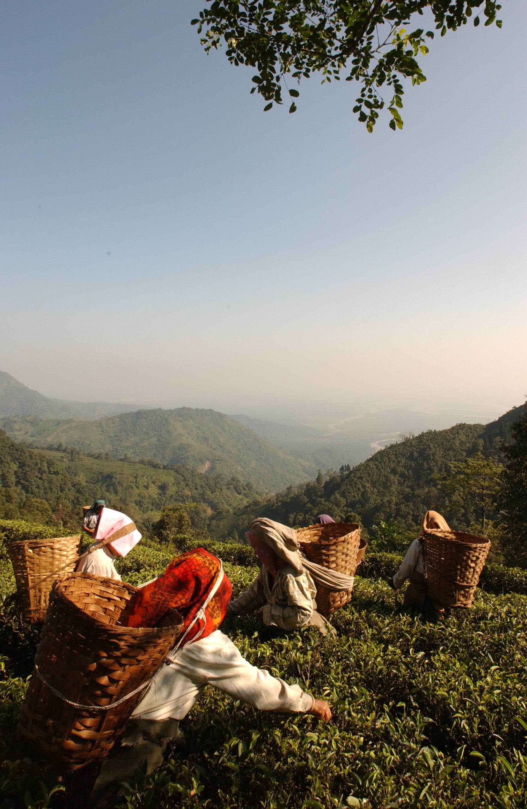 Simplest Explanation of Darjeeling Black Tea and its Four Flushes