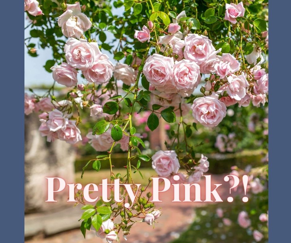 Pinkwashing