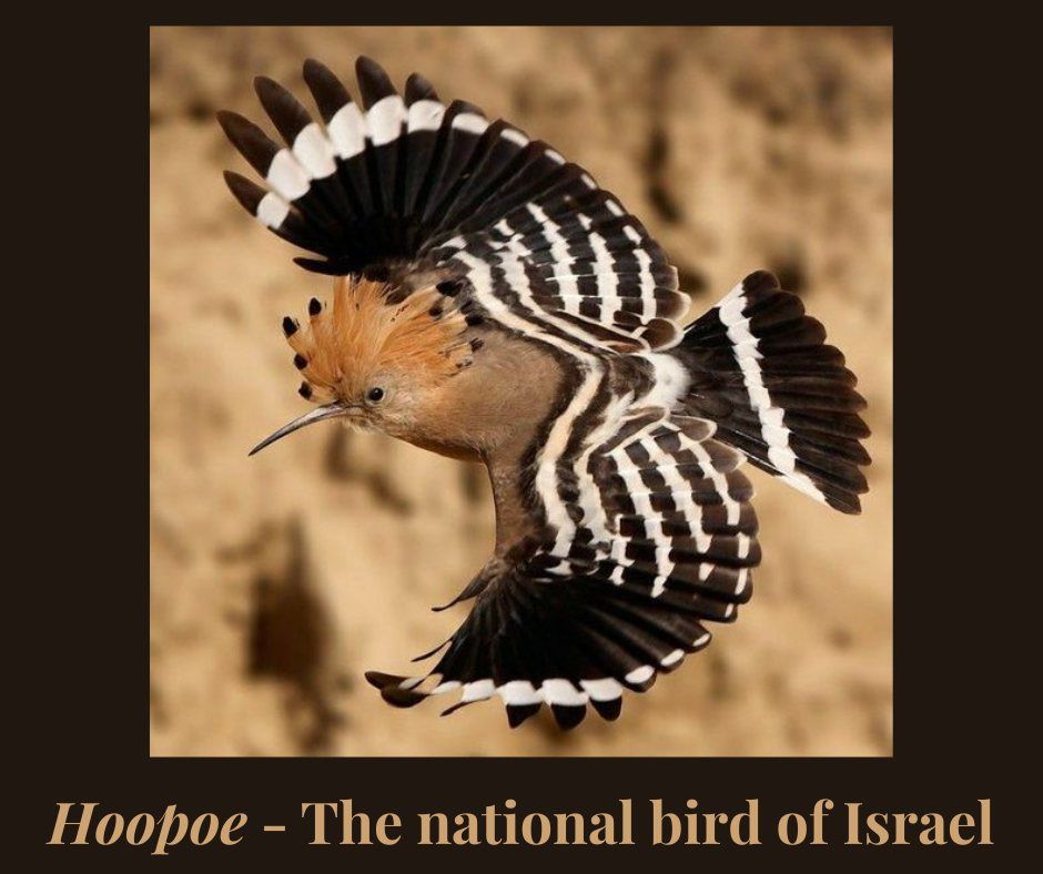 The Hoopoe – Selim Hill Tea Estate’s Israel Connection