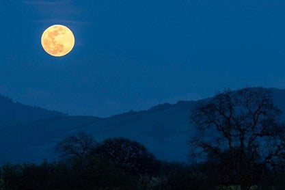 Moonlit Magic: A Journey Through Full Moons and the Enchanting Effect on Tea Leaves and Bushes