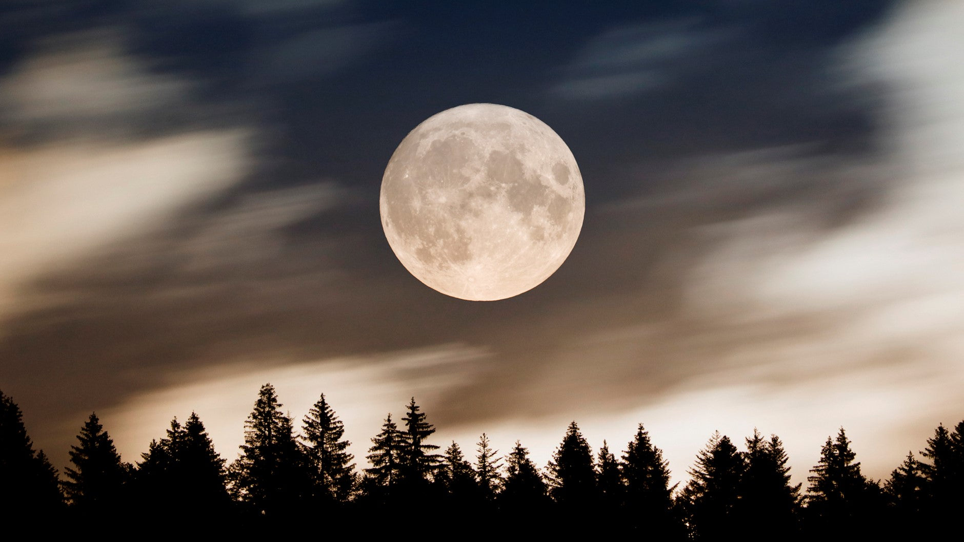 The Enchanting Dance of the Sturgeon Moon: A Celestial Embrace for Tea Leaves and Bushes