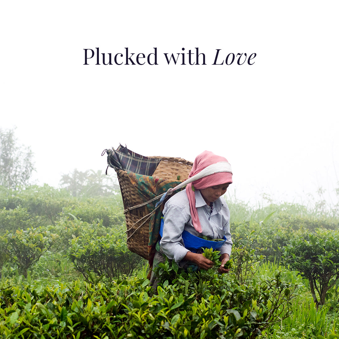 A tea plucker in the fields of Darjeeling