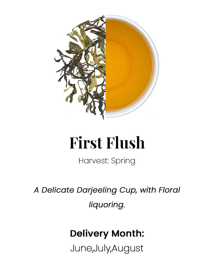 a description of the first flush of darjeeling tea
