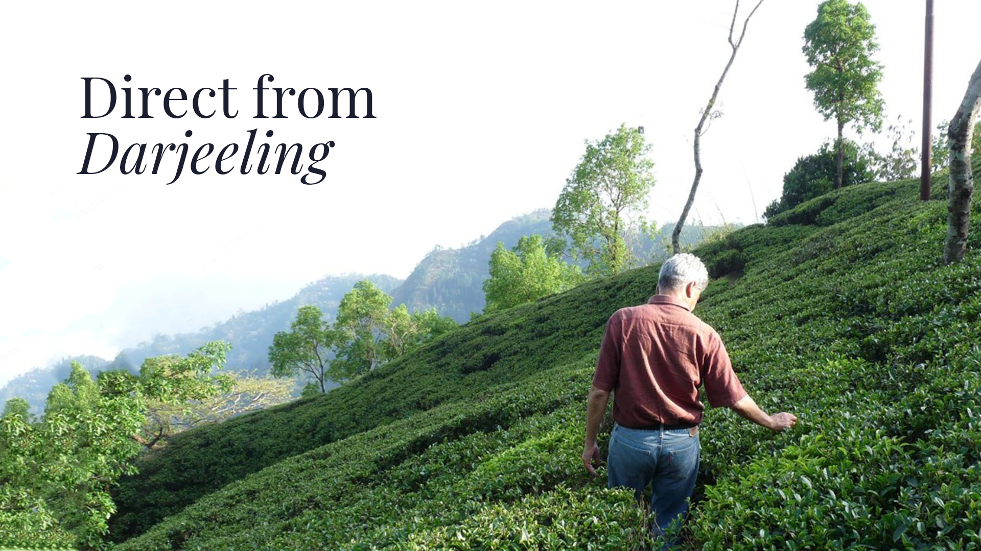 Tea Planter inspecting tabled green tea bushes