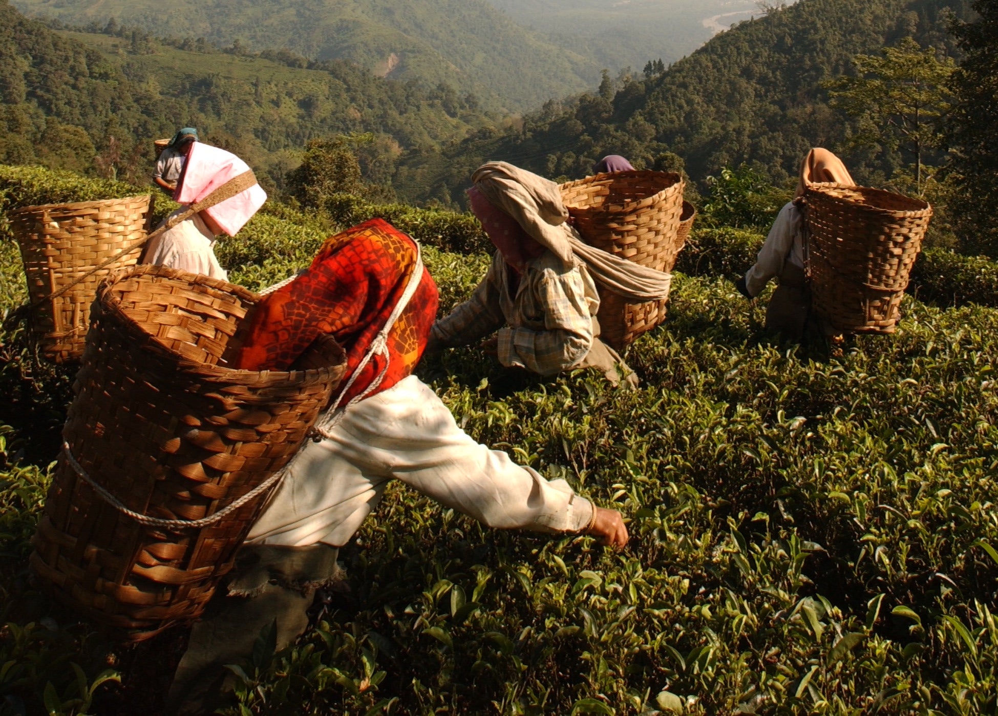 A group of tea pluckers amongst tea bushes in the evening