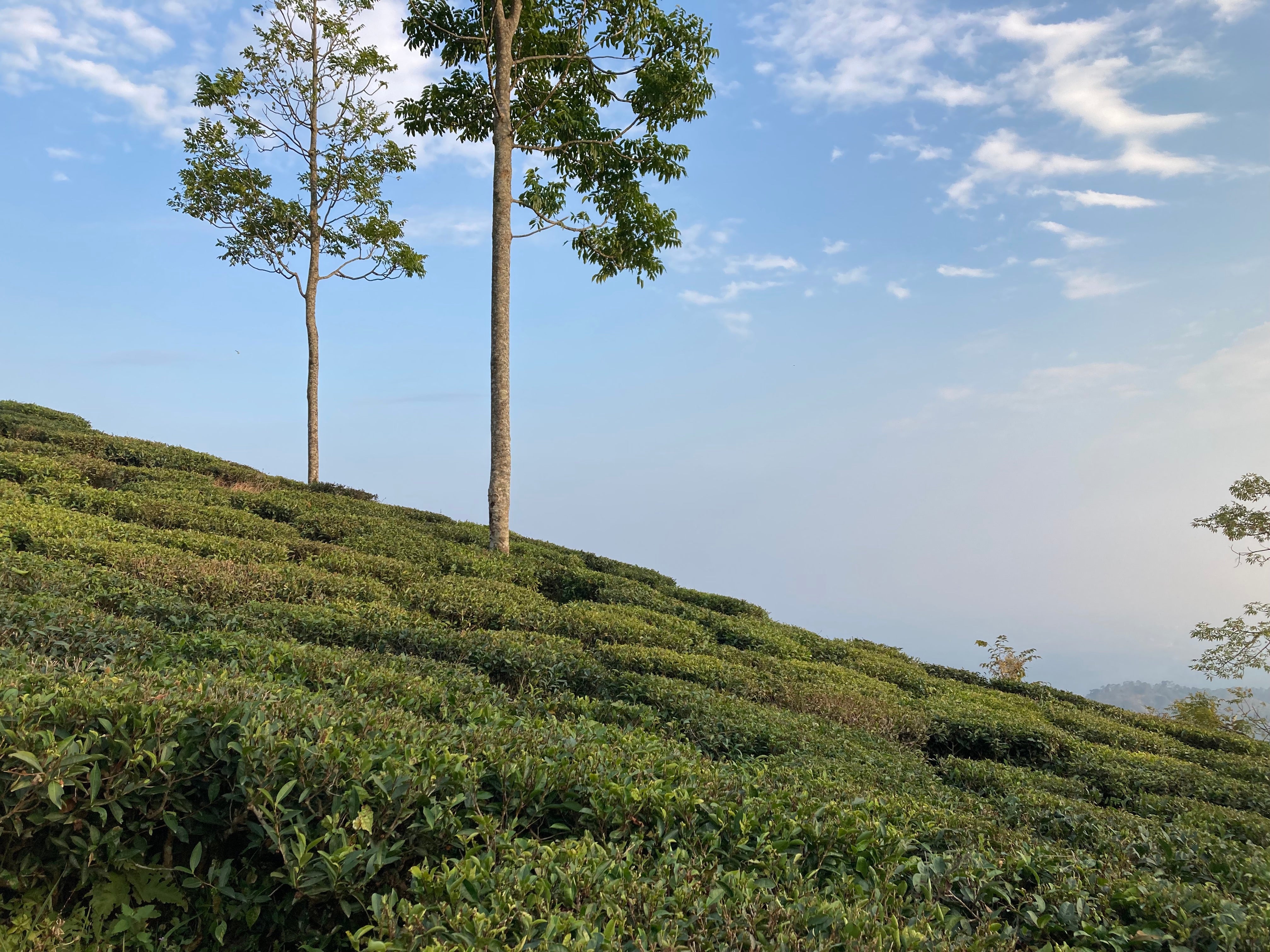 Tea bushes and shade teas in a Darjeeling tea garden beneath a blue sky