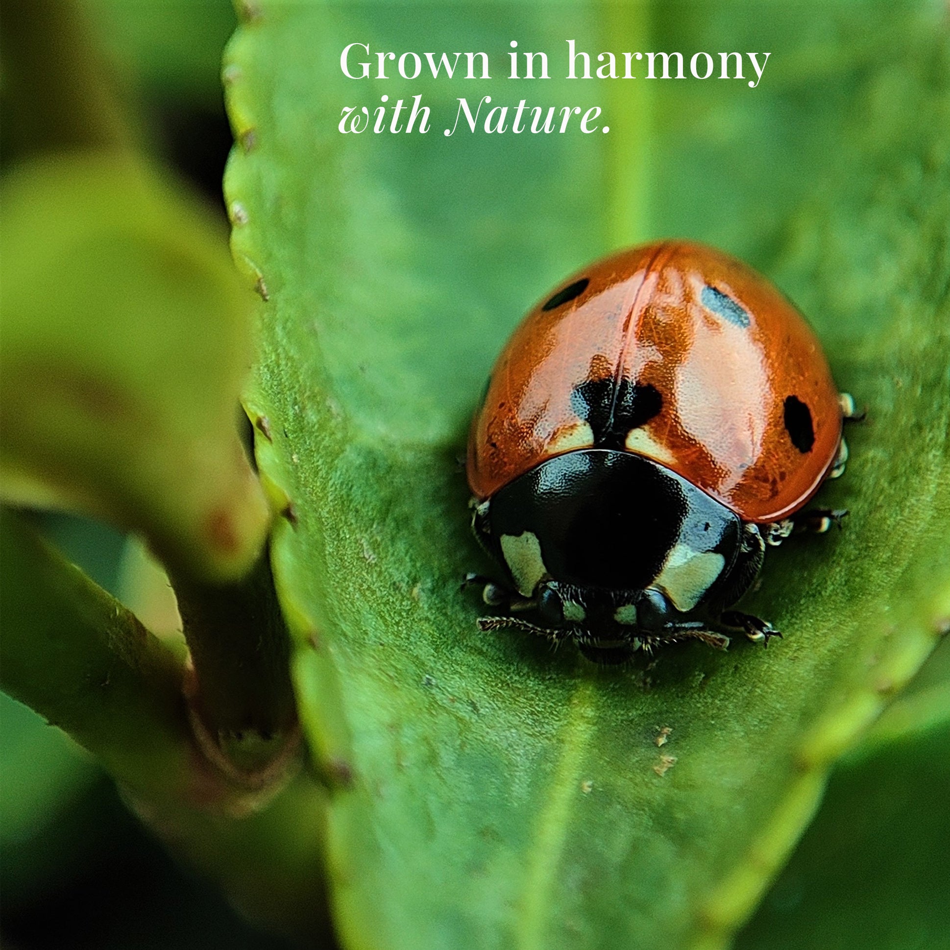 A Cute ladybug on a small green leaf in a forest