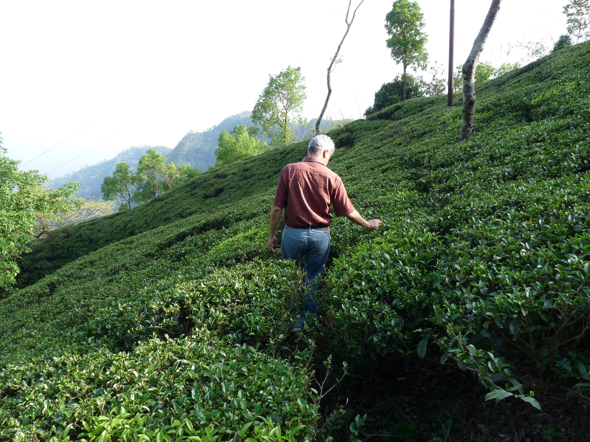 A man walking down a path of tea bushes