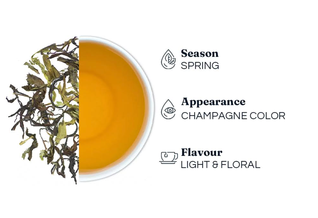 NEW LAUNCH: First Flush Darjeeling Tea | 2024 Harvest