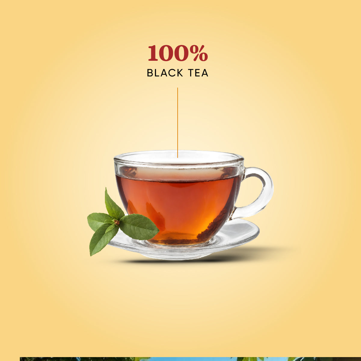 Second Flush – Darjeeling Tea