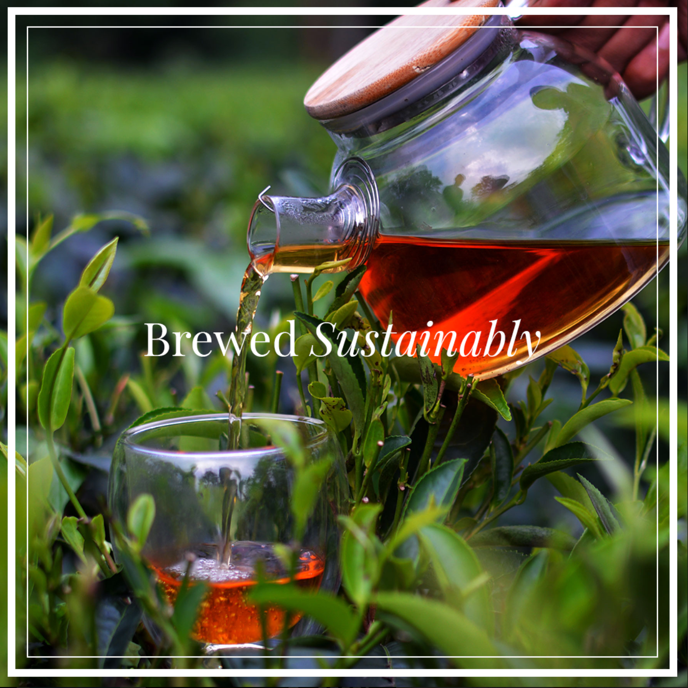 Black tea being poured into a cup nestled amongst green tea leaves